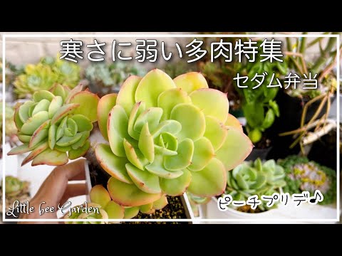 【#277】寒さ対策が必要な多肉❣️セダム弁当作り❣️【ガーデニング】