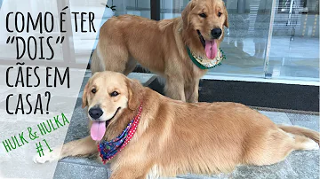 Como ter 2 cachorros em casa?
