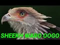 SHEEKH WARO OOGO BURDAHA BANDHIGA BURJI MEDIA KABOGO SHEEKH WARO OOGO BURDAHA BANDHIGA BURJI MEDIA KABOGO