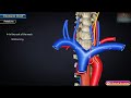 Thoracic duct anatomy animation