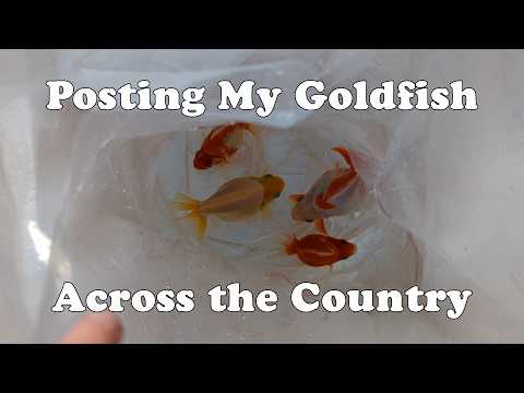 First time posting my Goldfish across the county