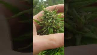 Autoflowe UK BIG BUDS 🔥 📛