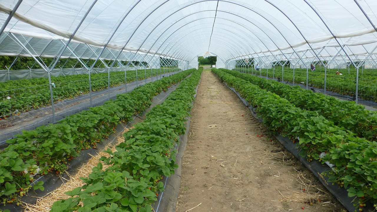 Alberta greenhouse operators latest casualty of NDP carbon tax Common