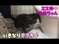 【子猫 成長記録25】いきなり寝落ちした子猫の姿が可愛い♩【cute kitten 25】【cute cat】 【子猫保護】