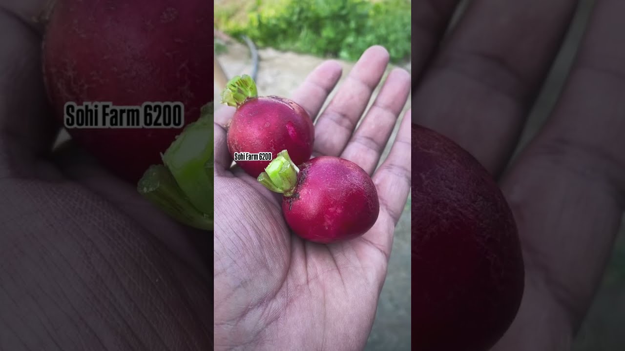 ਬਗ਼ੀਚੀ @sohifarm 6200 #sohifarm6200 #goodmorningfromfarm #kitchengardening #freshfooddaily #farming