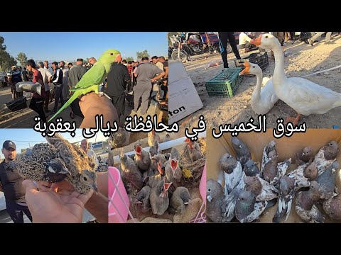 سوق الخميس في محافظة ديالى بعقوبة 2025 7 17