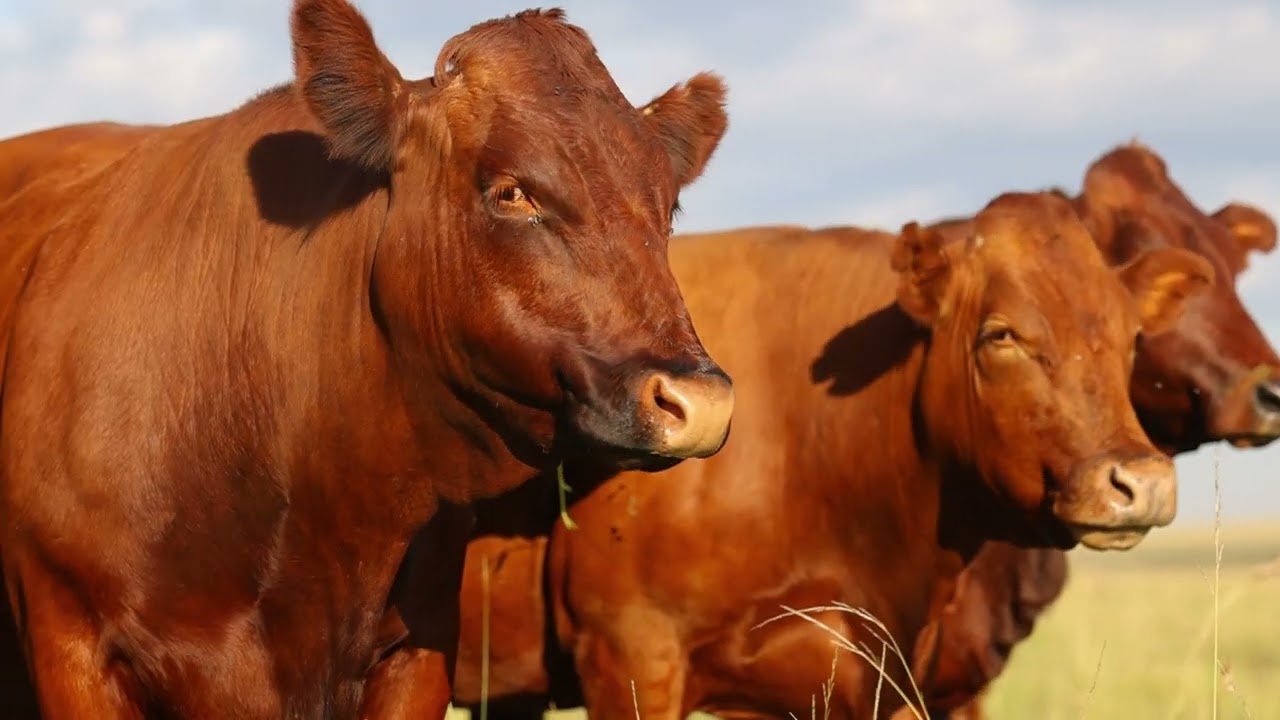 Inside Sernick Bonsmara’s 47th Auction: Patrick & Nick Preview the Big Event!