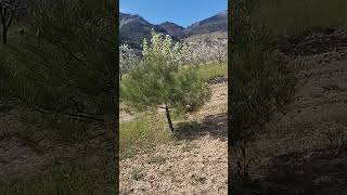 Çam Ağacım Büyüyor 😊😊😊😊#keşfet #keşfetedüş #keşfetbeniöneçıkar #keşfetteyiz