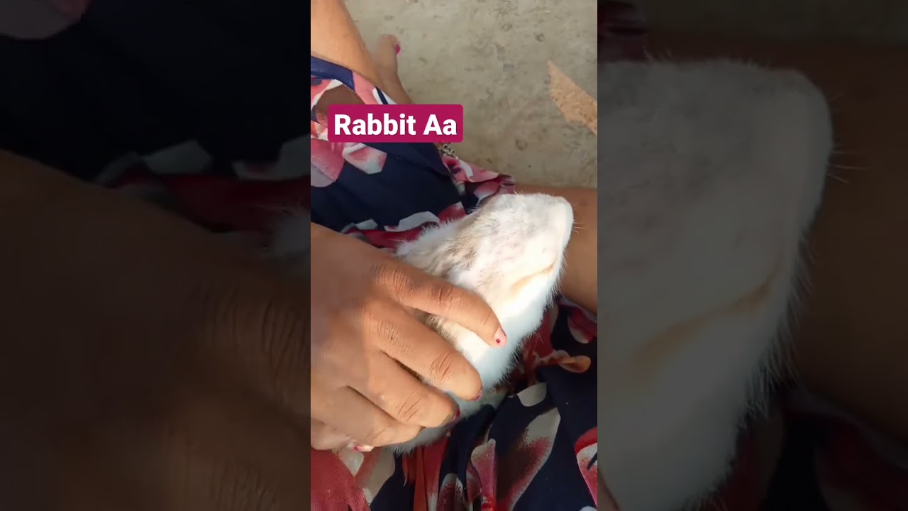 rabbit// rabbit baby//🐇 cute rabbit🤗🐇//rabbit playing//rabbit Aa channel//rabbit Aa