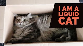 How do you mean this box is too small? I fit perfectly! by Lera the Maine Coon and Friends  2,578 views 5 years ago 1 minute, 34 seconds