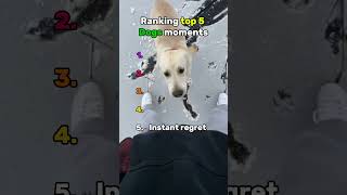 Ranking the top 5 funniest dog moments part 2