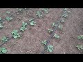 Как работает Трефлан гербицид выращивание капусты без буряна ...