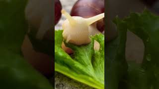 A Snail Eats Lettuce #snail #animal #beautyofnature #landsnail