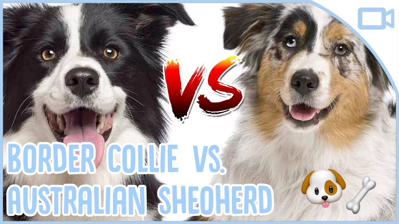 Border Collie Vs Australian Shepherd Youtube