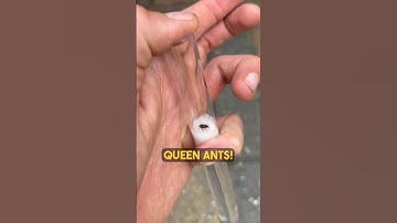 Catching Queen Ants! Again!