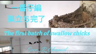 2024/5/16  14:25～ 20:00  ツバメの営巣　孵化後24～25日　全羽巣立ち : Swallow Nesting in Japan Coco_R Channel
