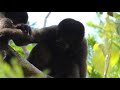 Macaco-barrigudo (Lagothrix cana)