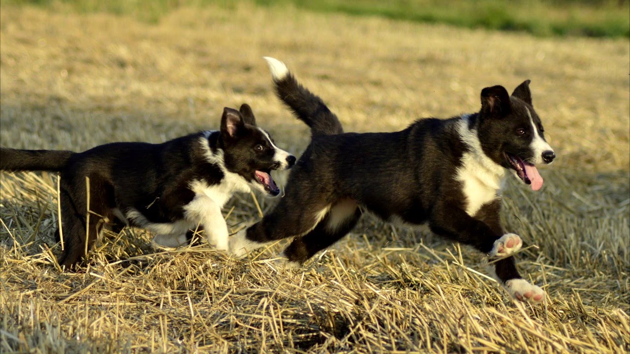 La Croissance D Un Chien D Ours De Carelie Video La Croissance D Un Chien D Ours De Carelie Video