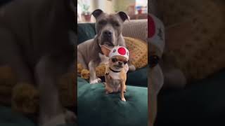#funny #pets #comedy #pitbull #cutedog #dog #puppy #anmals #rottweiler #stitch #shorts #short #reels
