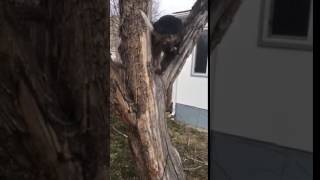 Tater The Tree Climbing Dog