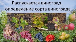 Распускается виноград, определение сорта винограда Распускается виноград, определение сорта винограда