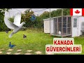 KANADA DA GÜVERCİN BESLEMEK !!!!!