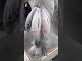 Why Is This Fish Frozen? #facts #ytshorts #trending