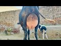 cholstani Sahiwal Cross Cow (03054823553)9 October 2024