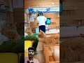 Cat Lover 🥰👍#cat #funny #fannyvideo #supcribete #like