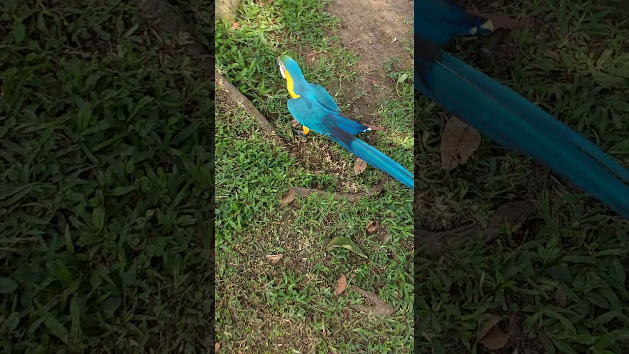 MALDITA GUACAMAYA camera iphone 8 plus apk