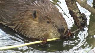 Mr. Beaver chews all the bark off this stick; corn-on-the-cob style; leaving a bare stick at the end