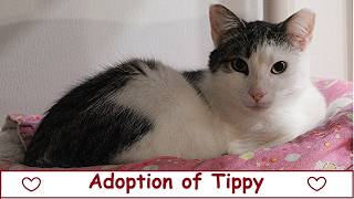 Adoption of Tippy 07-05-2026   Friends of Felines Rescue Center (FFRC)