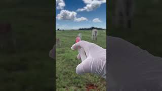Curando bezerro solto no pasto! #viral #pecuarista #fazenda