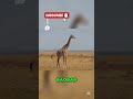 💡Una Curiosidad del Mundo Que Vale la Pena Saber ⏰