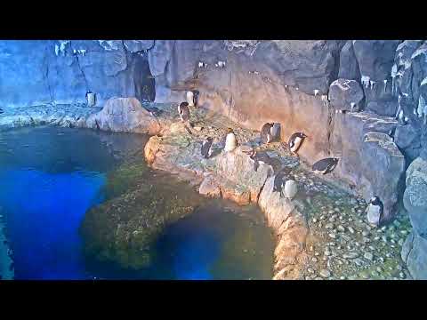 Penguin Cam Live | Pittsburgh Zoo & PPG Aquarium Webcam