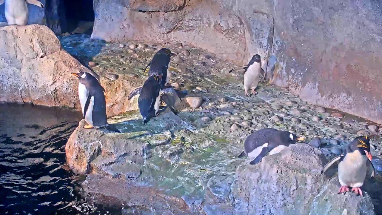 Penguin Cam Live | Pittsburgh Zoo & PPG Aquarium Webcam