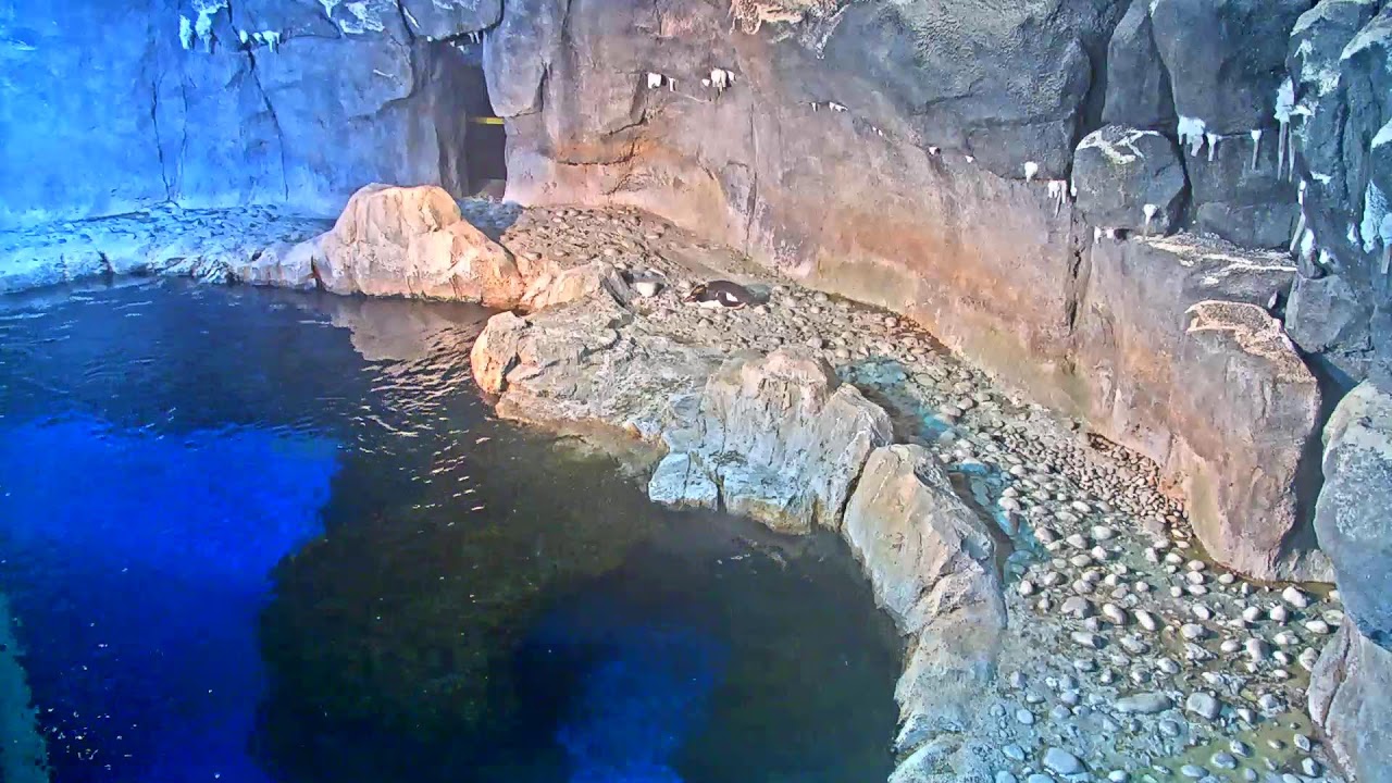 Penguin Cam Live | Pittsburgh Zoo &amp; PPG Aquarium Webcam
