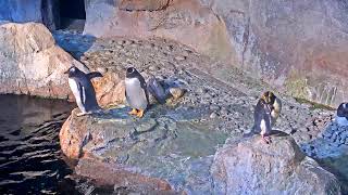 Penguin Cam Live | Pittsburgh Zoo & PPG Aquarium Webcam
