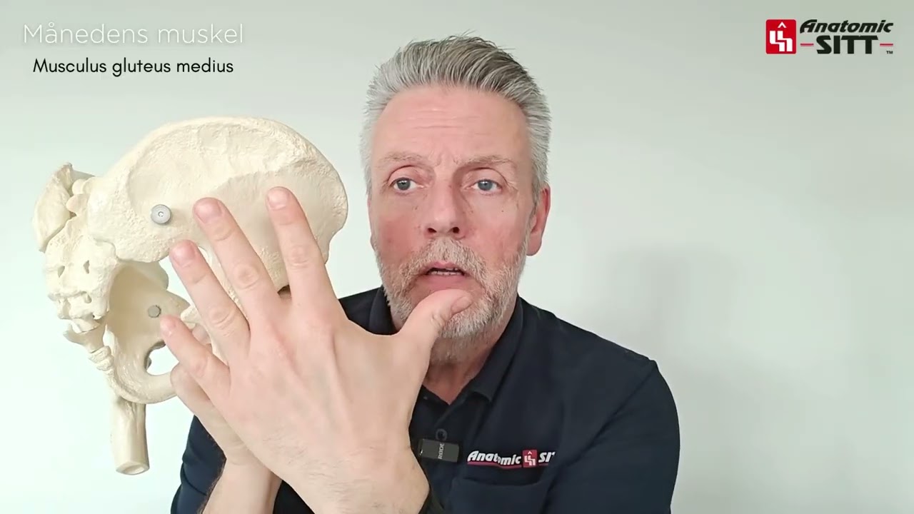 Månedens muskel er Musculus gluteus medius