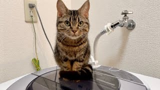 洗濯機に乗って揺られ続ける猫