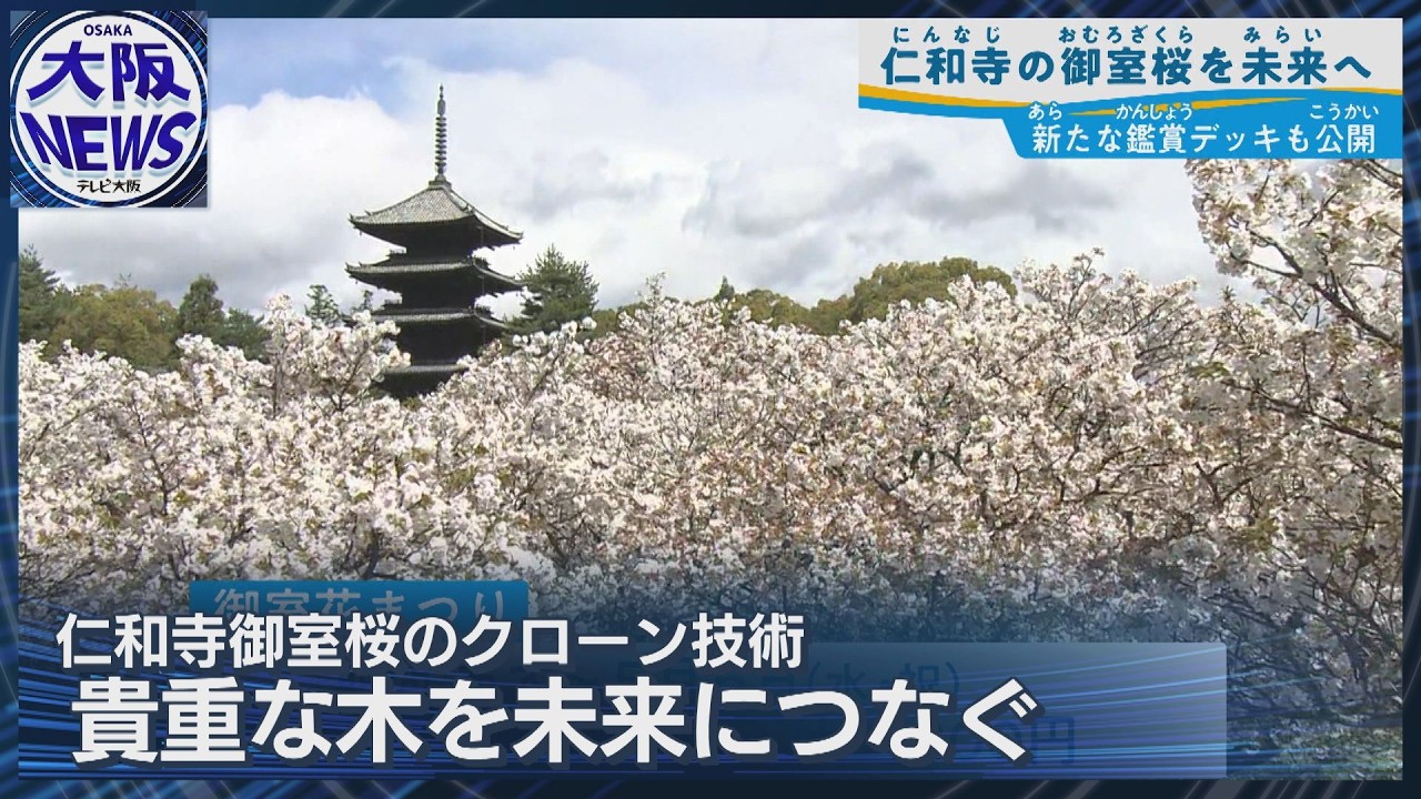 桜輪切のローテーブル㉜　桜の綺麗な年輪がいいですよ❕ 桜輪切のローテーブル㉜ 桜の綺麗な年輪がいいですよ❕ 桜輪切のロー