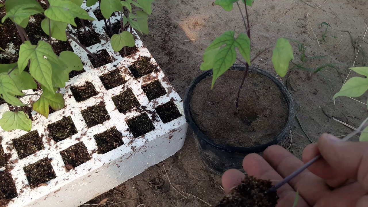 طريقة تفريد شتلات الباشون فروت