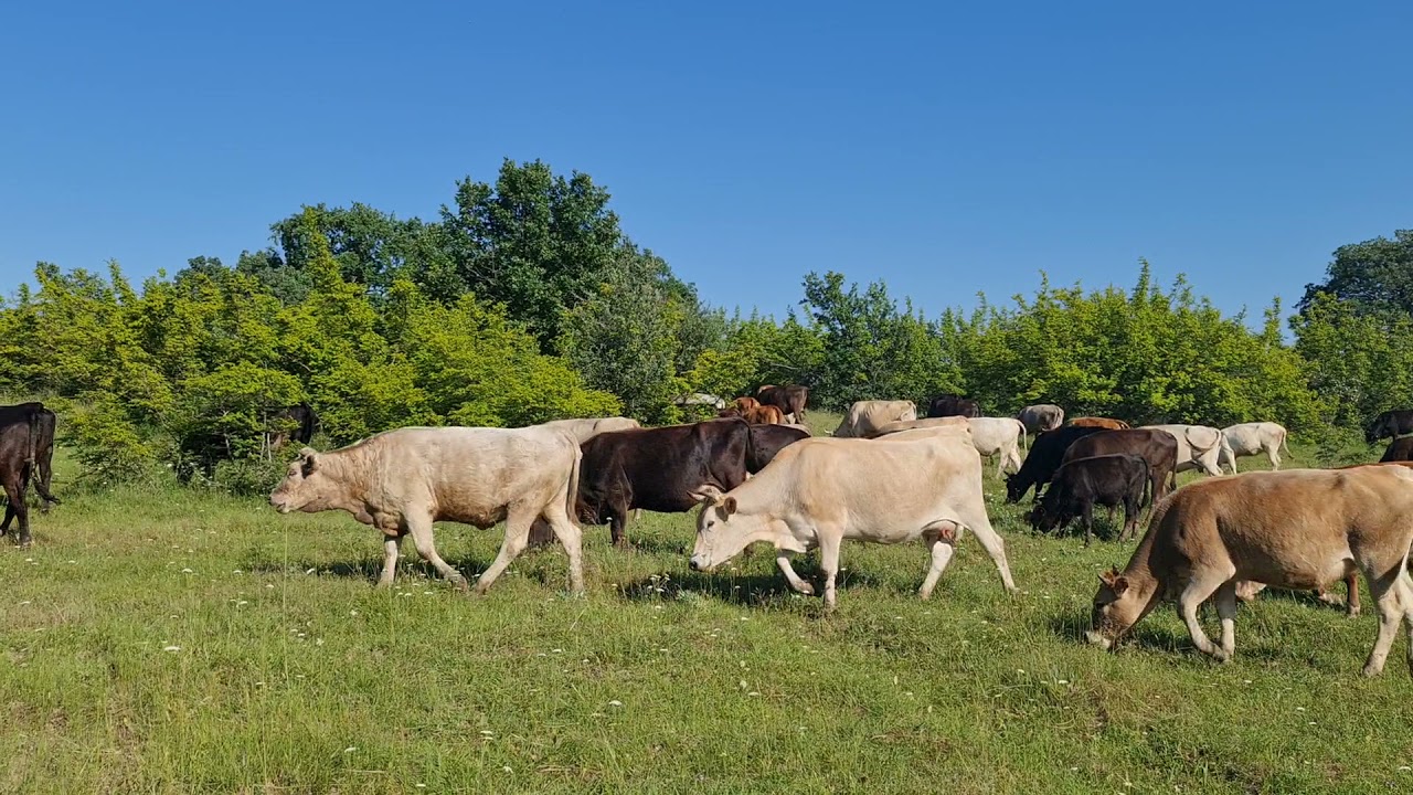 Mera Hayvancılığı.