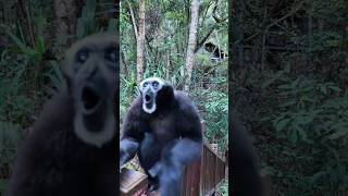 suara siamang yang unik #hewanlucu #monkey
