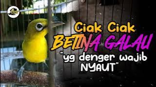 Download lagu Ciak Ciak Kecial Kuning BETINA GALAU Ampuh Bikin Yg Denger Wajib NYAUT‼️| PEPADU KECIAL