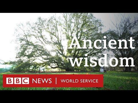 The English oak tree that taught the world a lesson - BBC World Service