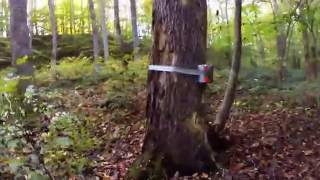 Sunday Funday Tannerite Tree Removal