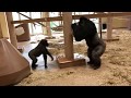 東山動物園　シャバーニの追いかけっこです！！ の動画、YouTube動画。