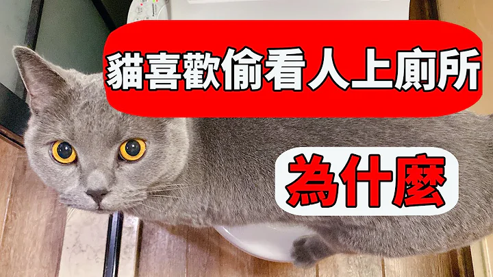 猫为什么喜欢看主人上厕所？这4个原因可能会让你感动！【猫咪行为学EP34】 - 天天要闻