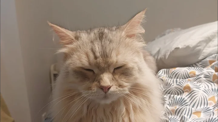 Watch the video about Loud purring kitty - Leo the siberian cat